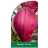 magnolia-old-port-1