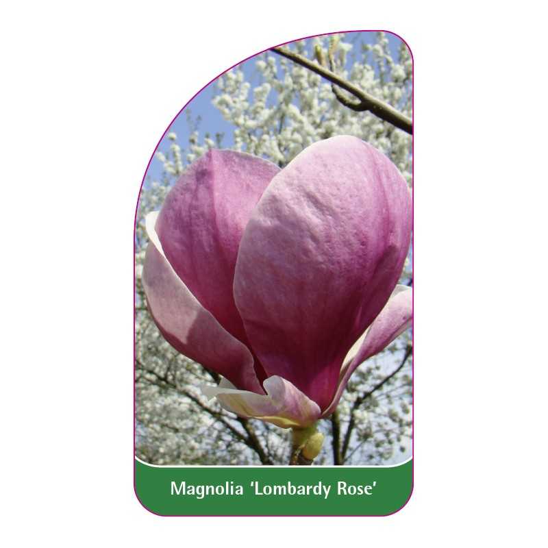 magnolia-lombardy-rose-1