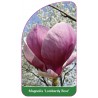 magnolia-lombardy-rose-1