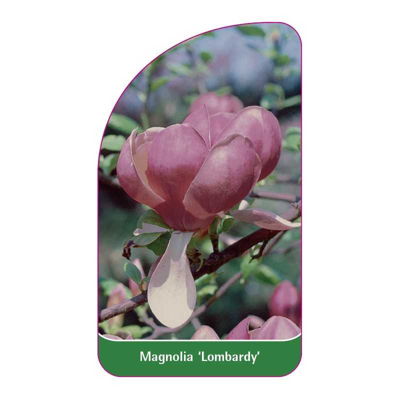magnolia-lombardy-1