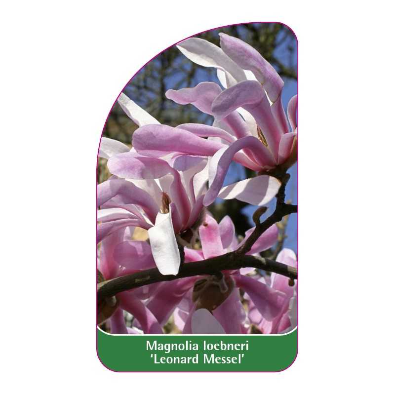 magnolia-loebnerii-leonard-messel-b1