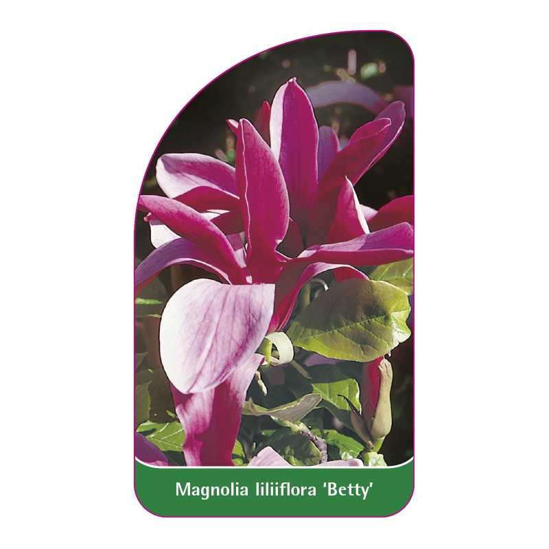 magnolia-betty-a1