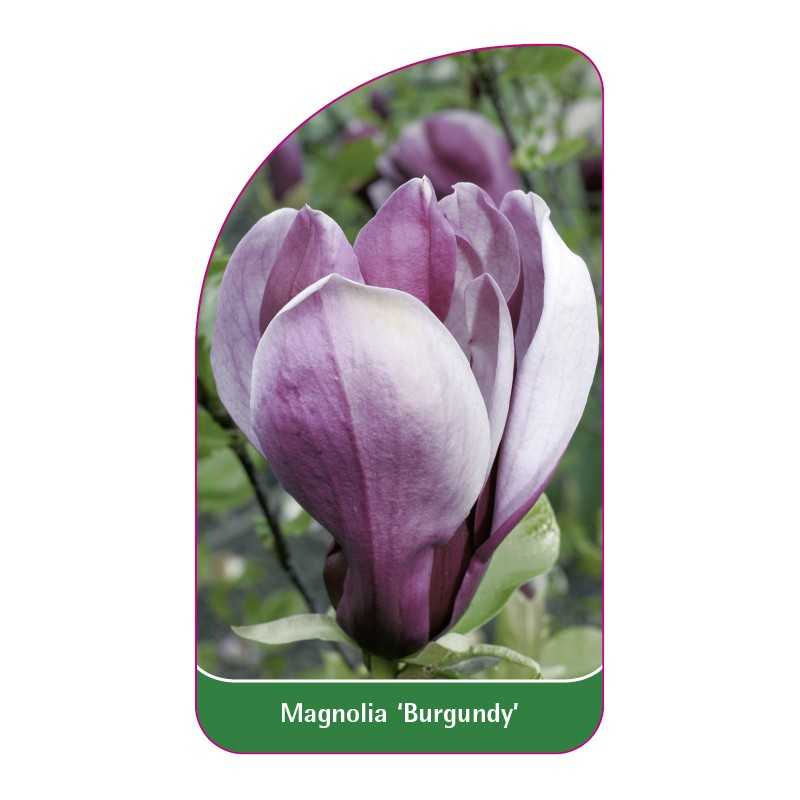 magnolia-burgundy-1