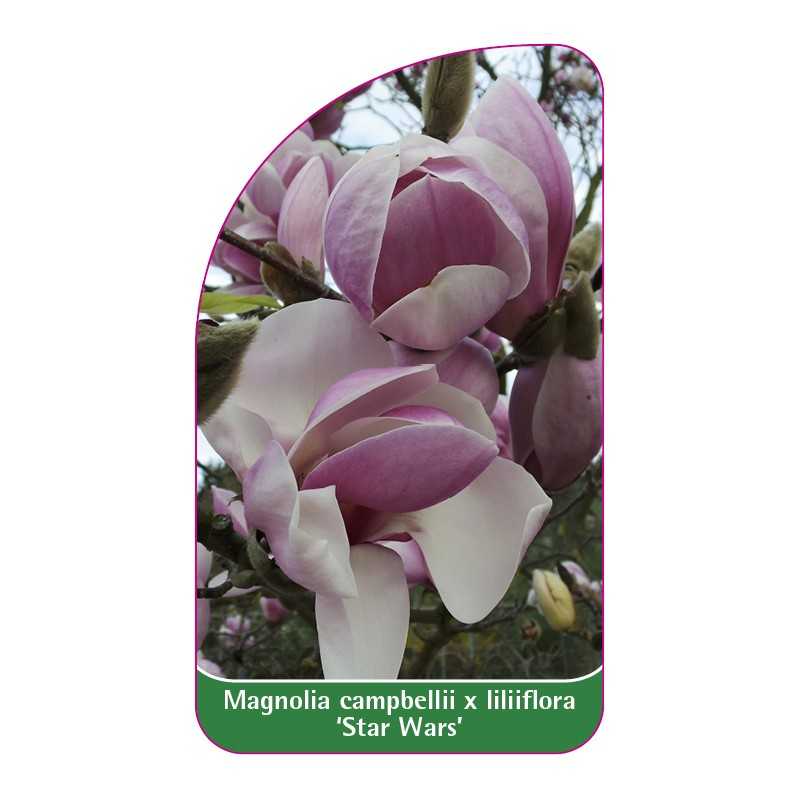 magnolia-campbellii-x-liliiflora-star-wars-1