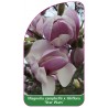 magnolia-campbellii-x-liliiflora-star-wars-1