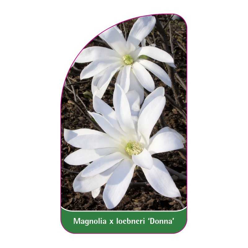 magnolia-loebneri-donna-1