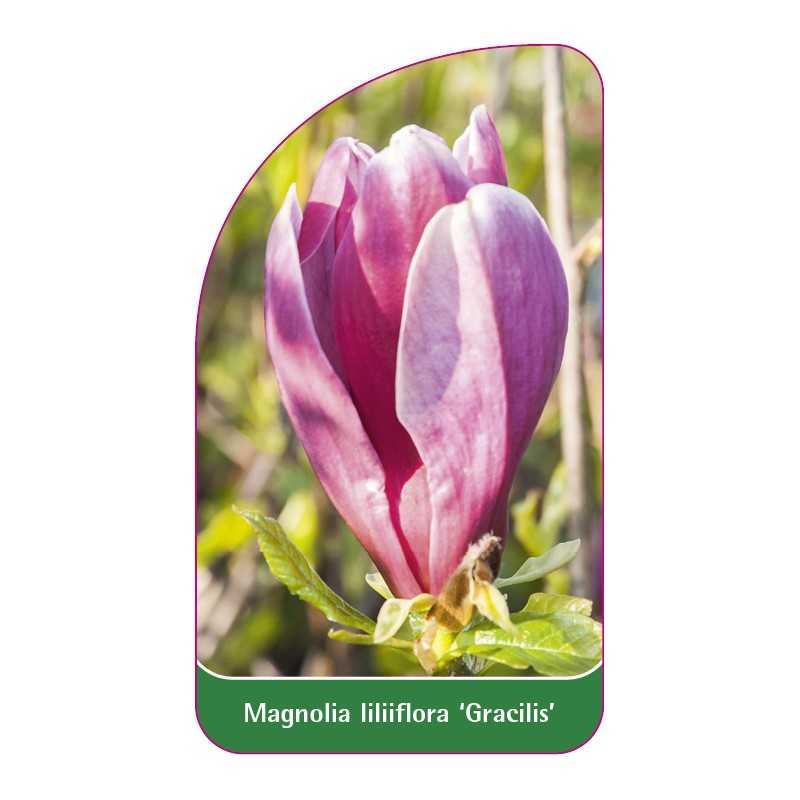 magnolia-liliiflora-gracilis-1