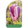 magnolia-liliiflora-gracilis-1