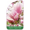magnolia-fragrant-cloud-1