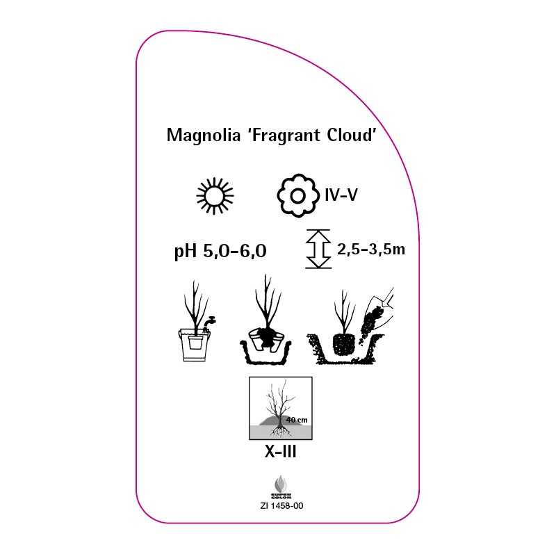 magnolia-fragrant-cloud-0