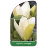 magnolia-limelight-1