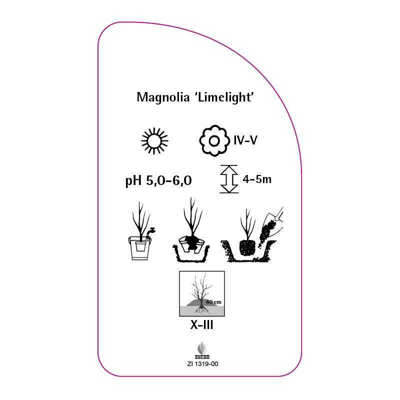 magnolia-limelight-0