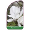 magnolia-loebneri1