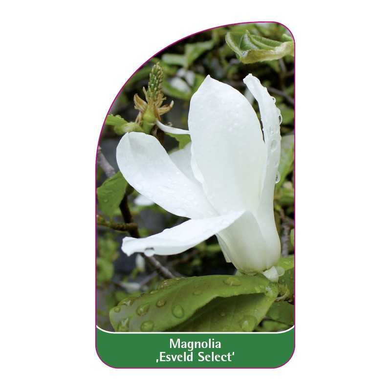 magnolia-esveld-select-1