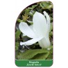 magnolia-esveld-select-1