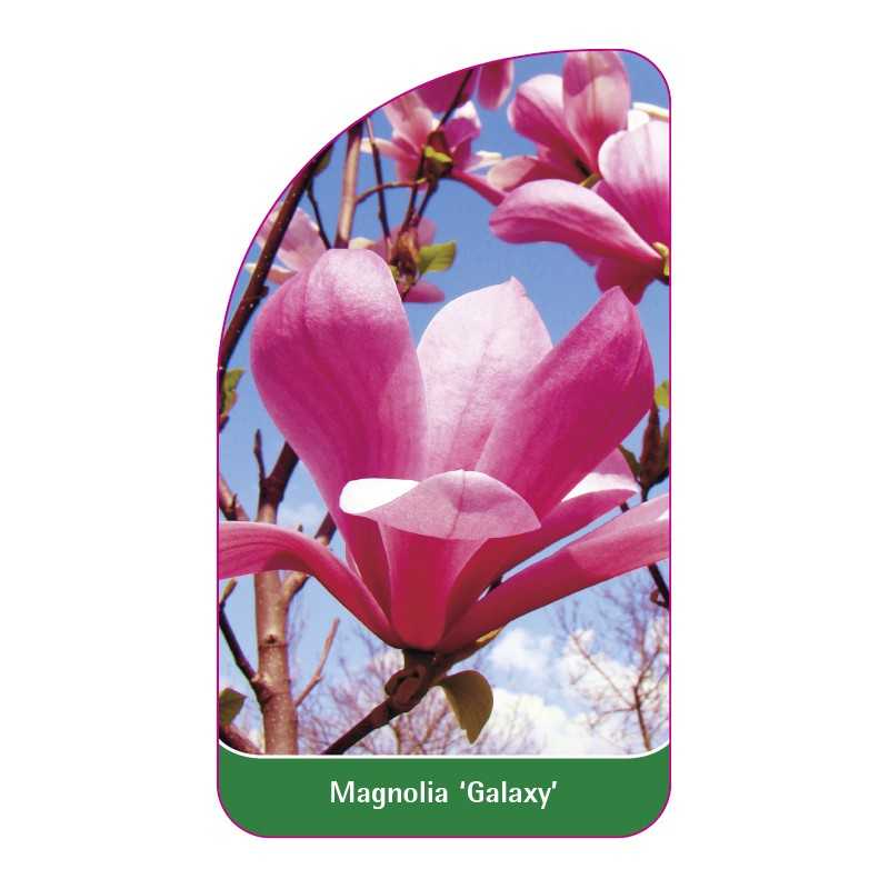 magnolia-galaxy-1