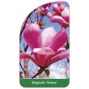 magnolia-galaxy-1