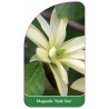 magnolia-gold-star-1