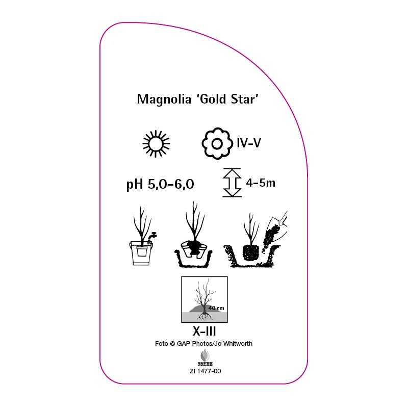 magnolia-gold-star-0