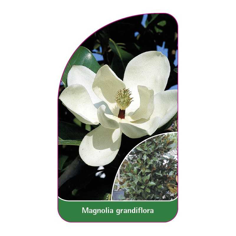 magnolia-grandiflora1