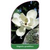 magnolia-grandiflora1