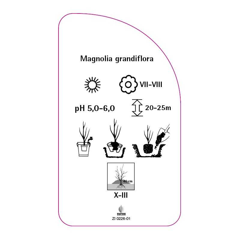 magnolia-grandiflora0