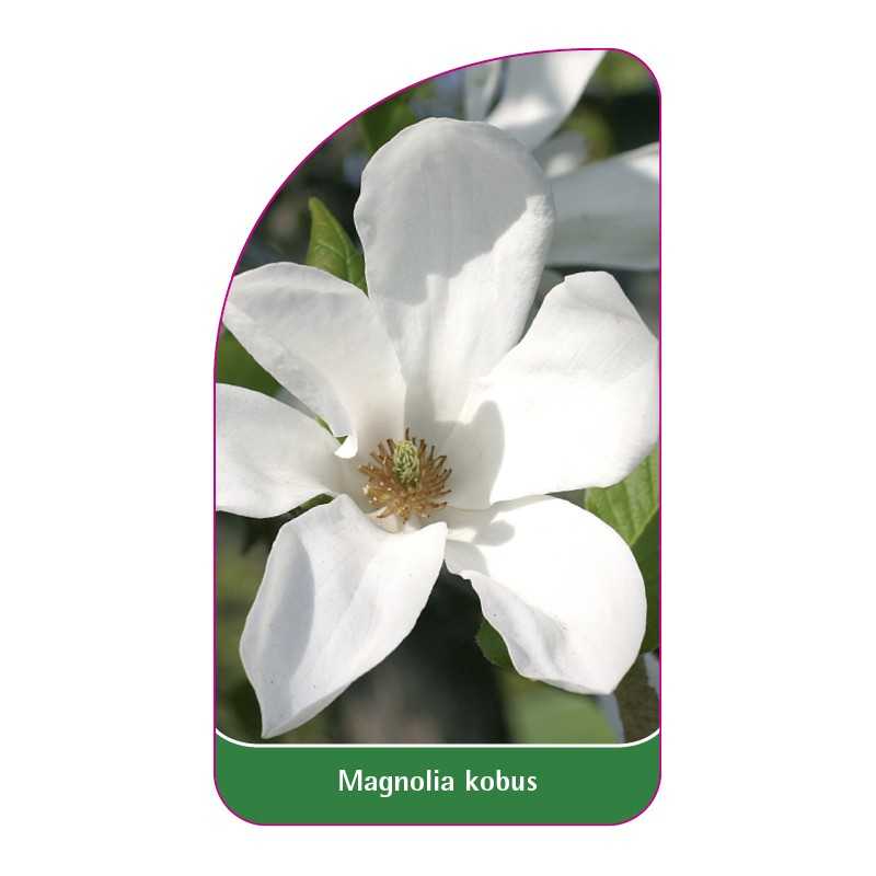 magnolia-kobus1