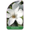 magnolia-kobus1