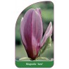 magnolia-jane-1
