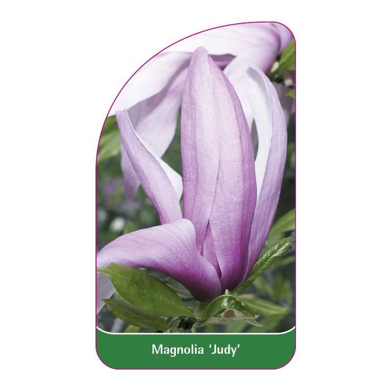 magnolia-judy-1
