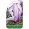 magnolia-judy-1
