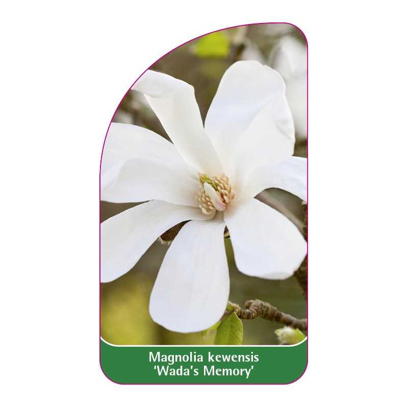 magnolia-kewensis-wada-s-memory-b1