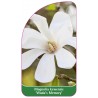 magnolia-kewensis-wada-s-memory-b1