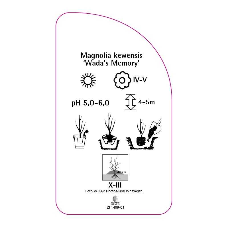 magnolia-kewensis-wada-s-memory-b0