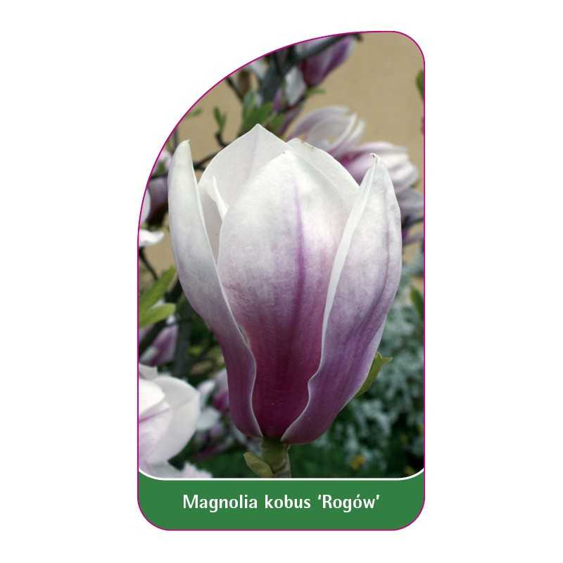 magnolia-kobus-rogow-1