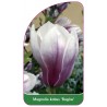 magnolia-kobus-rogow-1