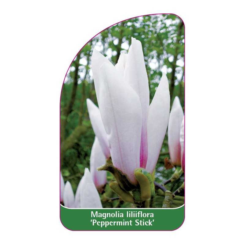 magnolia-laliiflora-peppermint-stick-a1