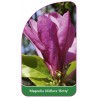 magnolia-liliiflora-betty-b1