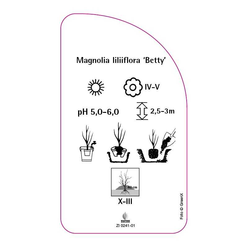 magnolia-liliiflora-betty-b0