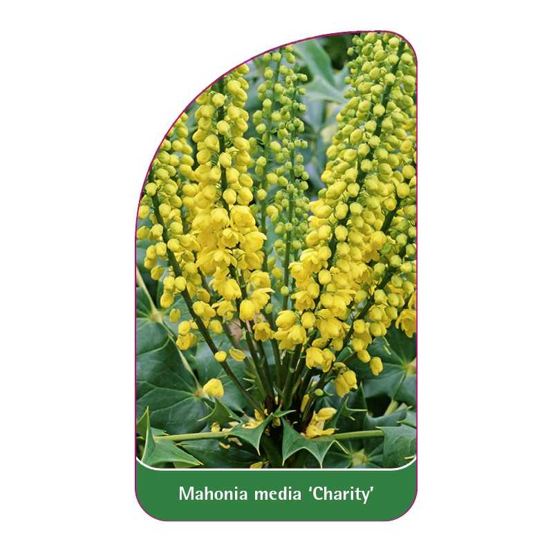 mahonia-x-media-charity-1