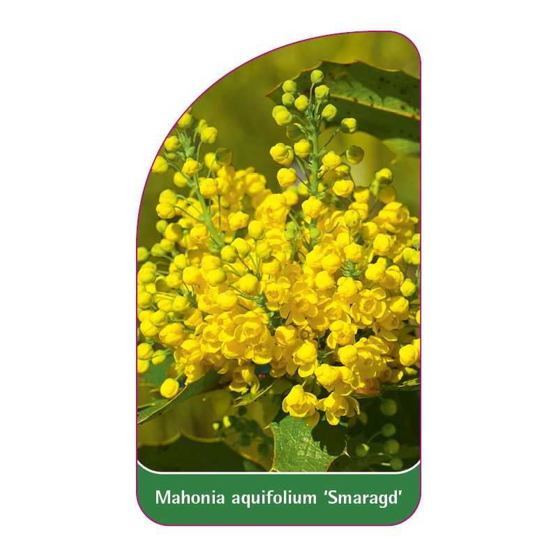 mahonia-aquifolium-smaragd-1
