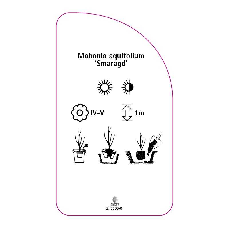 mahonia-aquifolium-smaragd-0