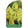 mahonia-aquifolium-apollo-1