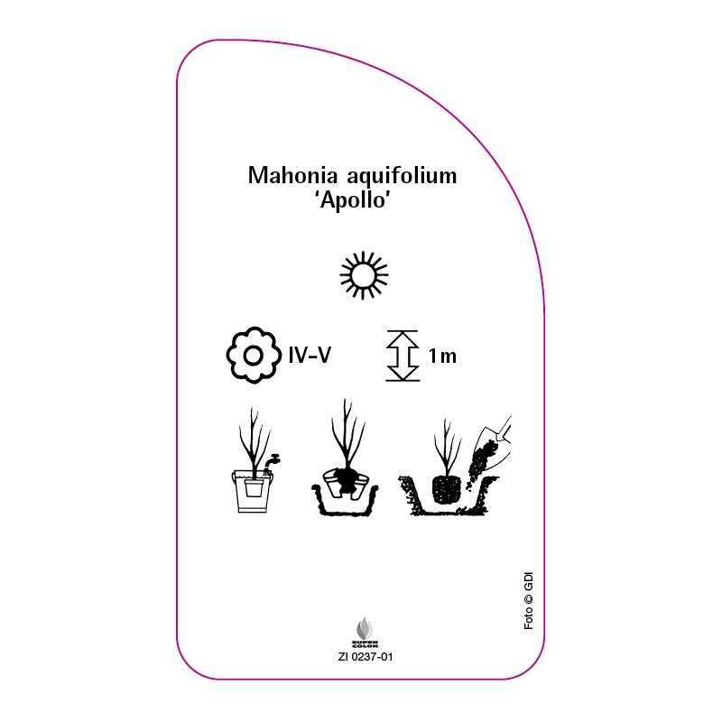 mahonia-aquifolium-apollo-0