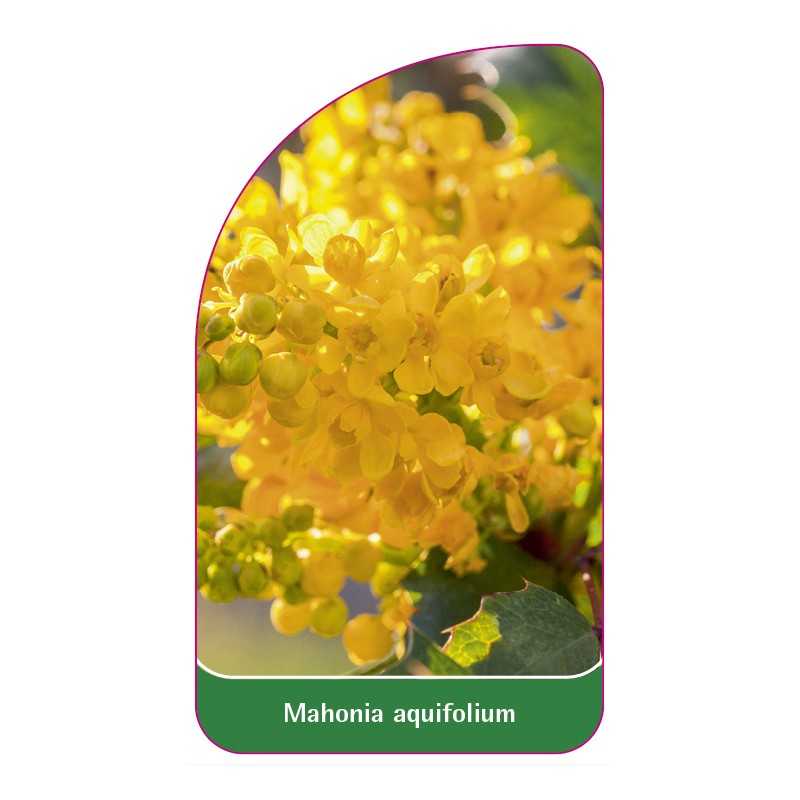 mahonia-aquifolium1