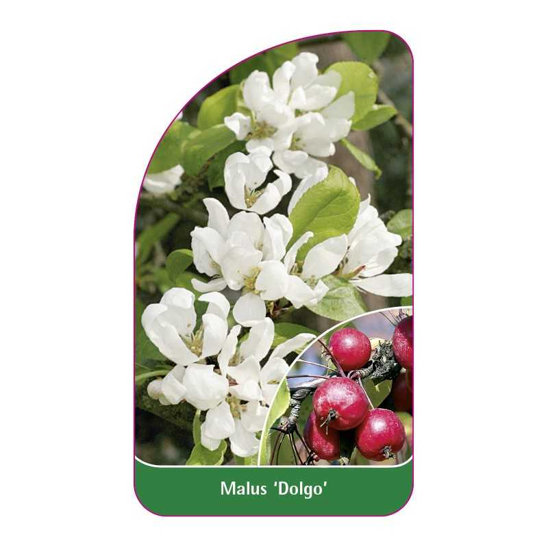 malus-dolgo-1