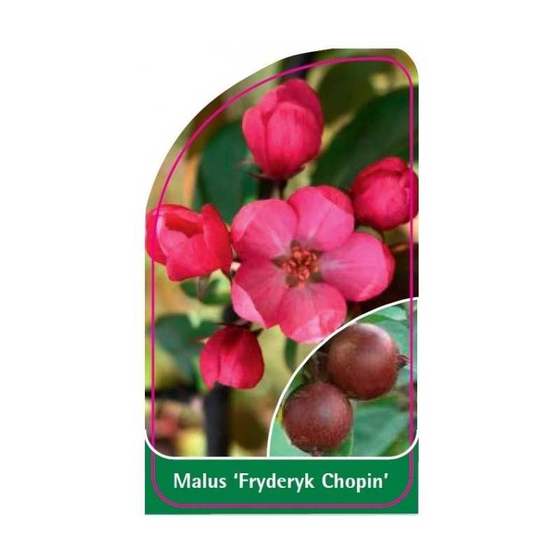 malus-fryderyk-chopin-1