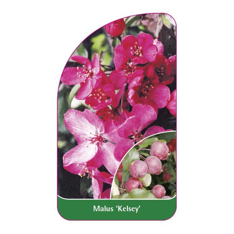 malus-kelsey-1