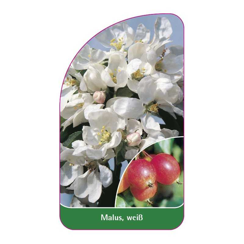 malus-weiss1