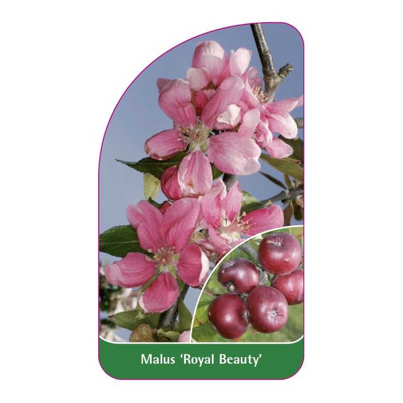 malus-royal-beauty-b1